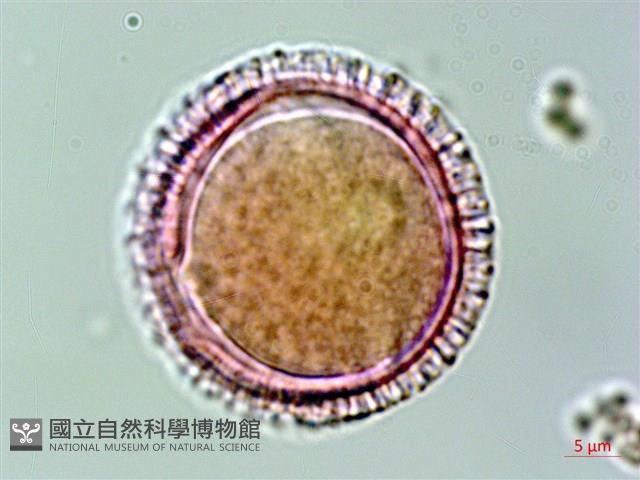 著生珊瑚樹藏品圖，第3張