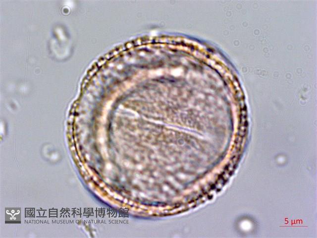 黃斑龍膽藏品圖，第2張