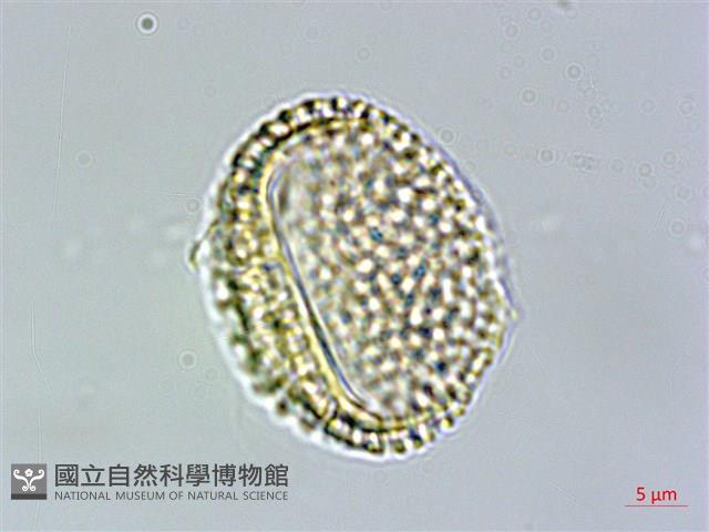 多花滇南蛇藤藏品圖，第3張