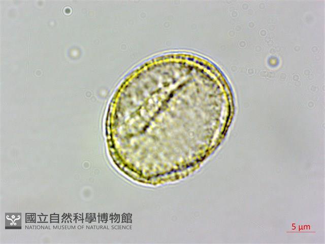 串鼻龍藏品圖，第3張