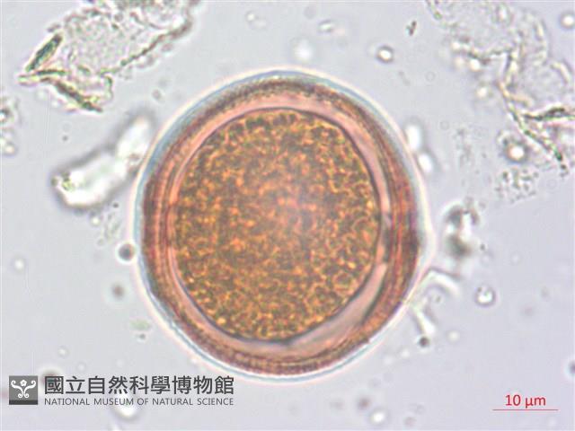 野路葵藏品圖，第2張