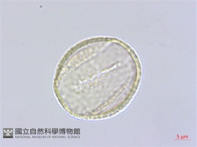 丁座草藏品圖，第2張