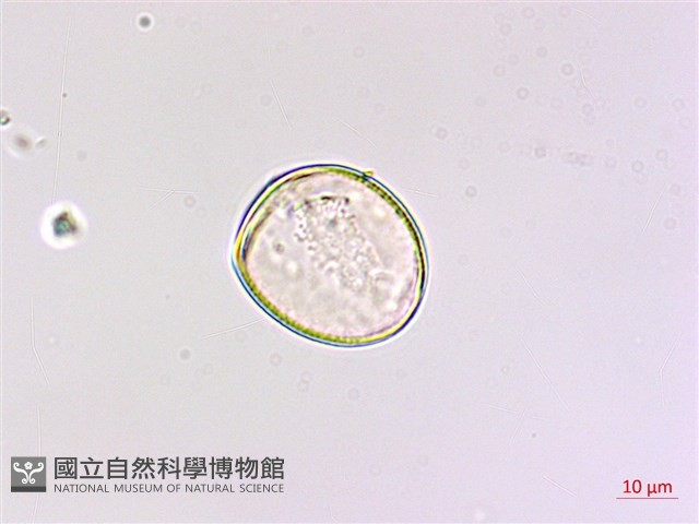 七葉一枝花藏品圖，第3張