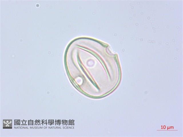 阿里山水晶蘭藏品圖，第2張