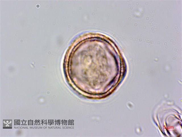 牡蒿藏品圖，第2張