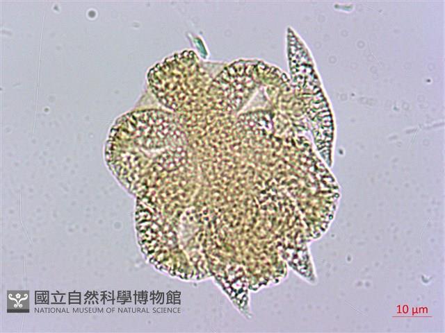 三角葉西番蓮藏品圖，第2張