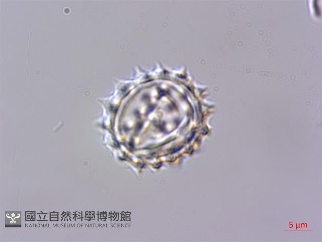 玉山抱莖籟簫藏品圖，第3張