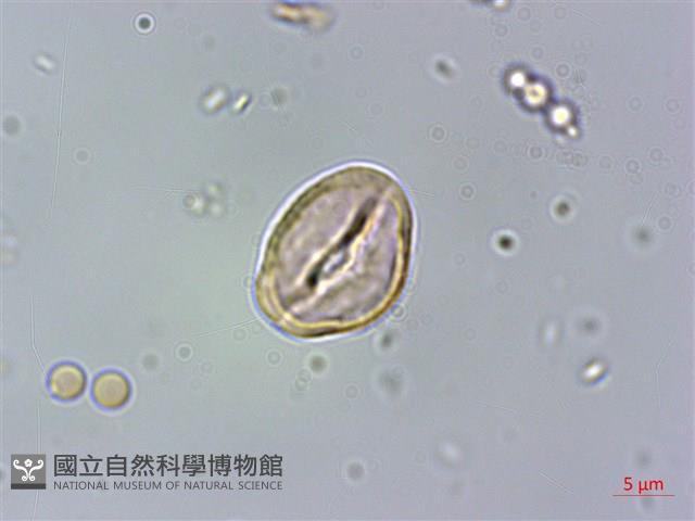 密脈赤楠藏品圖，第3張