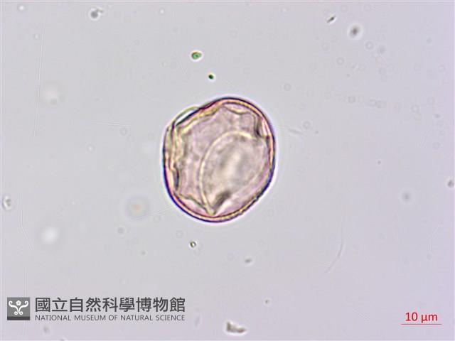 田菁藏品圖，第2張