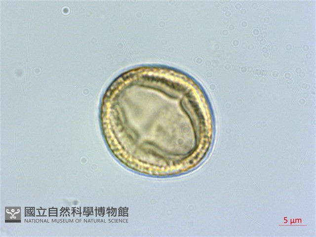 筆羅子藏品圖，第2張
