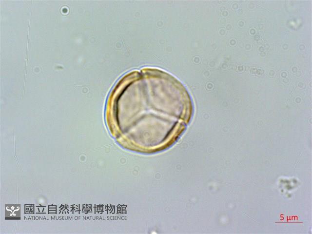 賽赤楠藏品圖，第3張