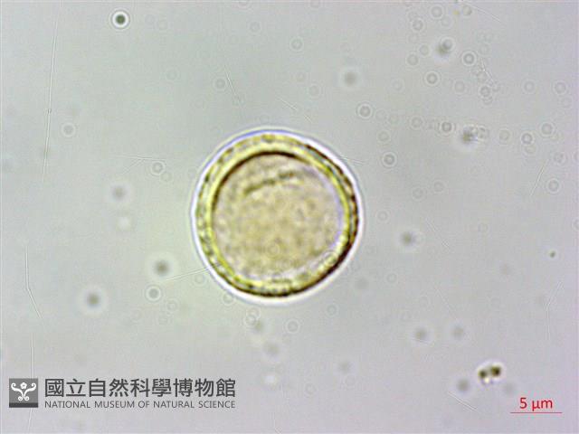 蘭嶼虎皮楠藏品圖，第2張