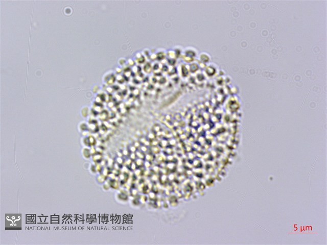 燈稱花、烏雞骨藏品圖，第3張