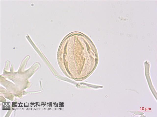 山香圓藏品圖，第2張