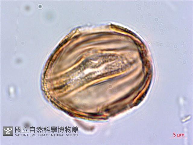 水蓑衣藏品圖，第3張