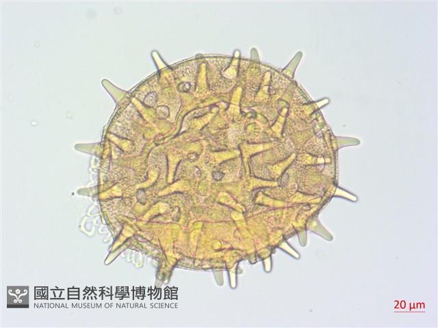 山芙蓉、臺灣山芙蓉、狗頭芙蓉藏品圖，第2張