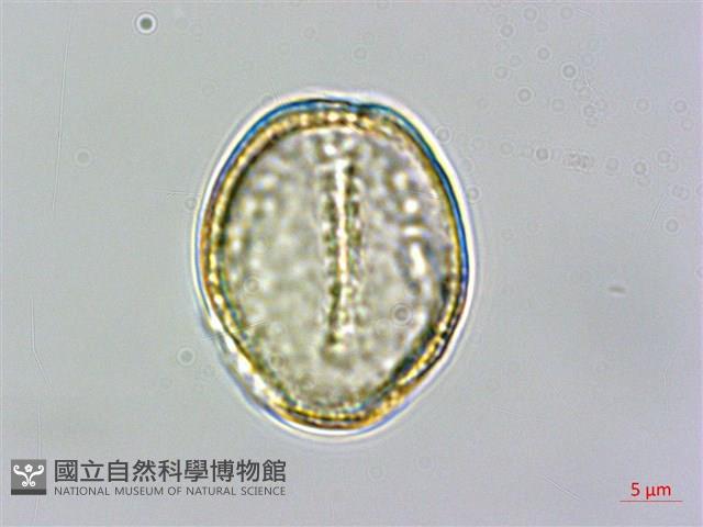 亨利氏鐵線蓮藏品圖，第3張