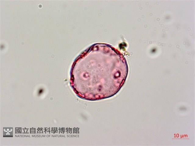 Accession Number:S042940 Collection Image, Figure 3, Total 5 Figures