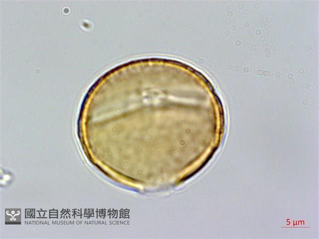 臺灣金絲桃藏品圖，第2張