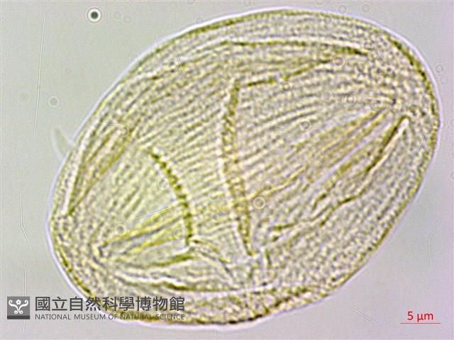 高山翻白草藏品圖，第2張