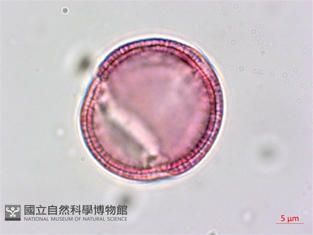 平原菟絲子藏品圖，第2張