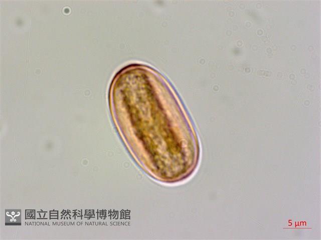 溪頭秋海棠藏品圖，第2張