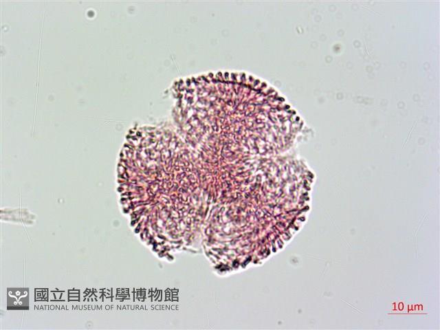 山素英藏品圖，第3張