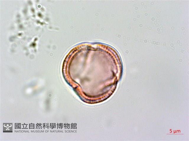 異型葉木犀、刺格藏品圖，第2張