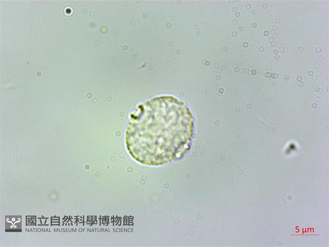 廬山樓梯草藏品圖，第2張