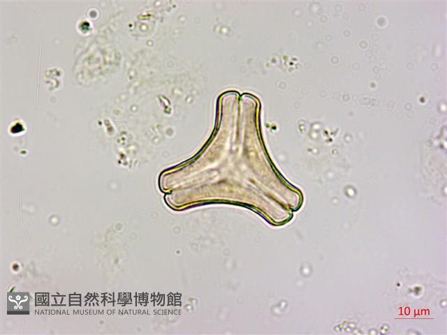 Accession Number:S050770 Collection Image, Figure 3, Total 4 Figures