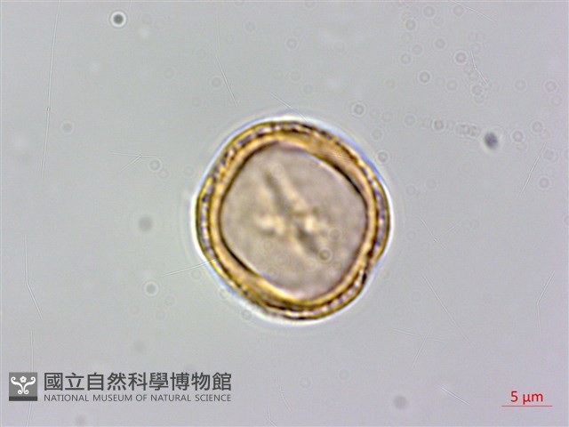 鵝鑾鼻鐵線蓮藏品圖，第2張
