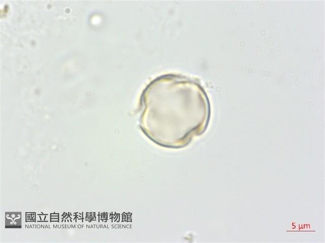 凹葉柃木、濱柃木、翠米茶藏品圖，第2張
