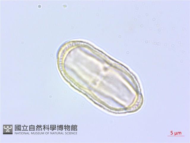 細苞蒿本藏品圖，第2張