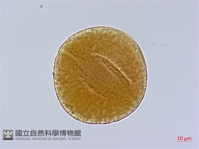 西班牙三葉草、營多山螞蝗、營多藤藏品圖，第2張
