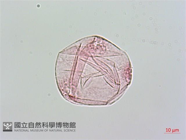 爬森藤藏品圖，第2張