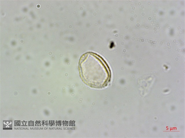 西南冷水麻藏品圖，第2張