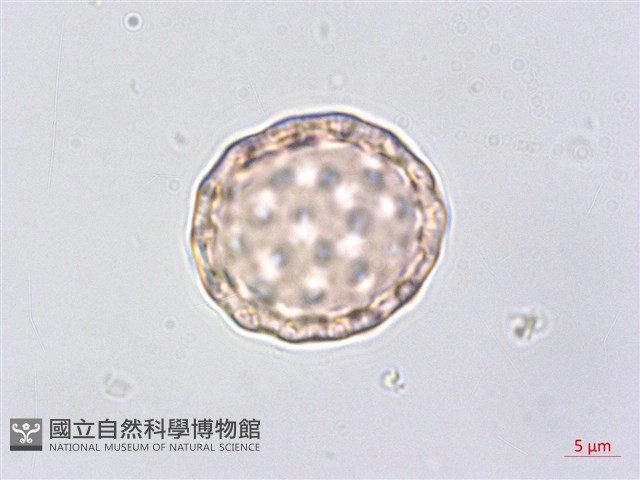 印度牛膝、土牛藤藏品圖，第3張