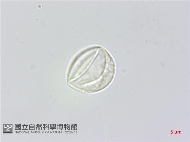 瘤冠麻藏品圖，第2張