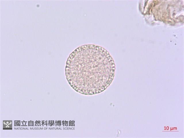 芫花藏品圖，第2張