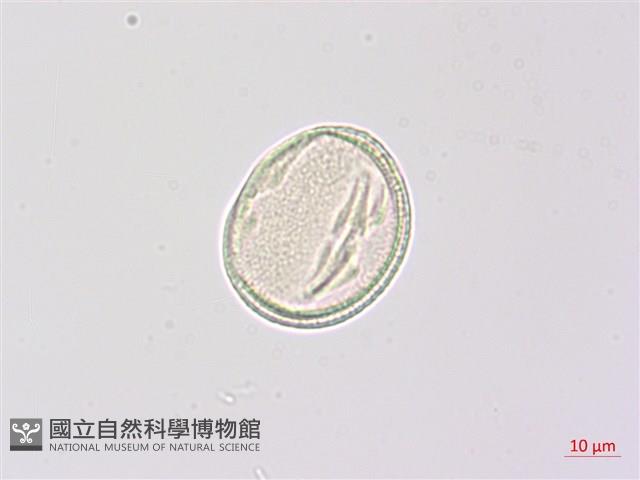 野鴉椿藏品圖，第2張