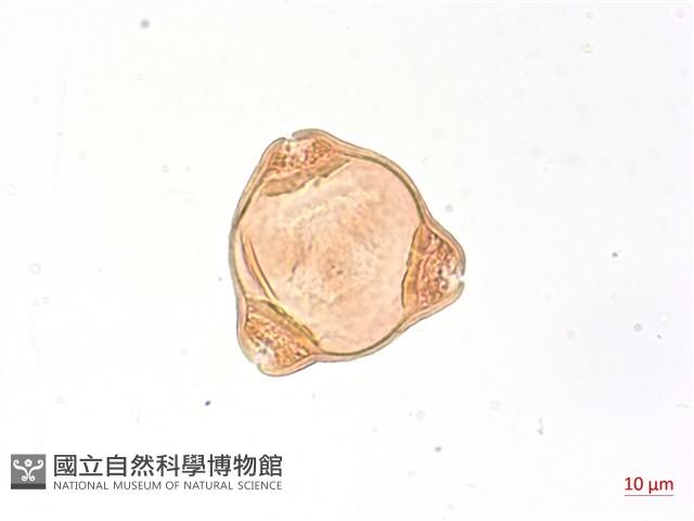 細葉水丁香藏品圖，第2張