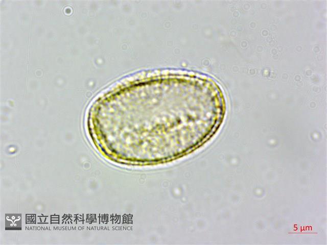 串鼻龍藏品圖，第3張