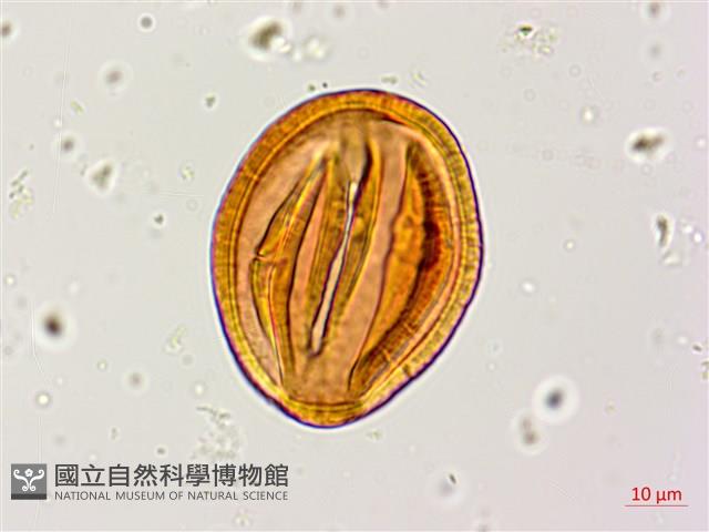 銀合歡藏品圖，第3張