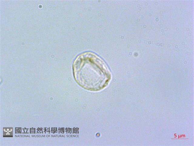 短角冷水麻藏品圖，第2張
