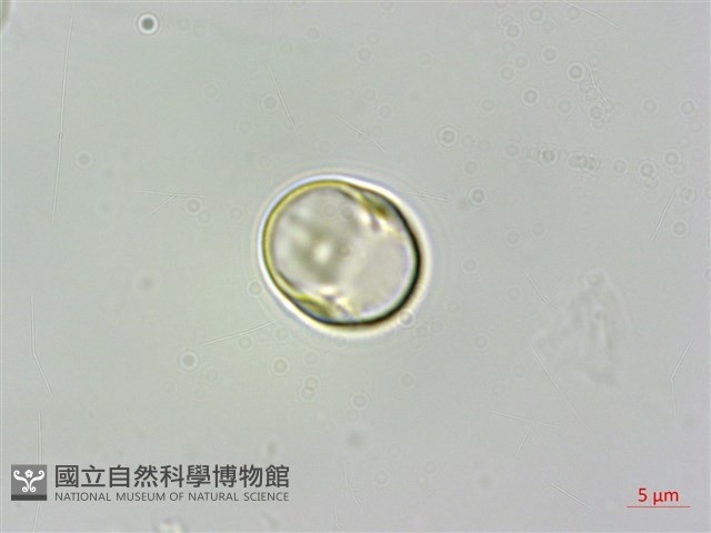 蘭嶼樹蘭藏品圖，第3張