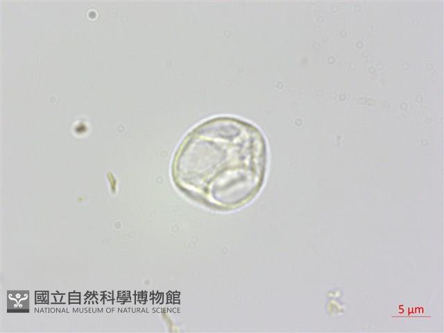 蟲蟻麻藏品圖，第2張