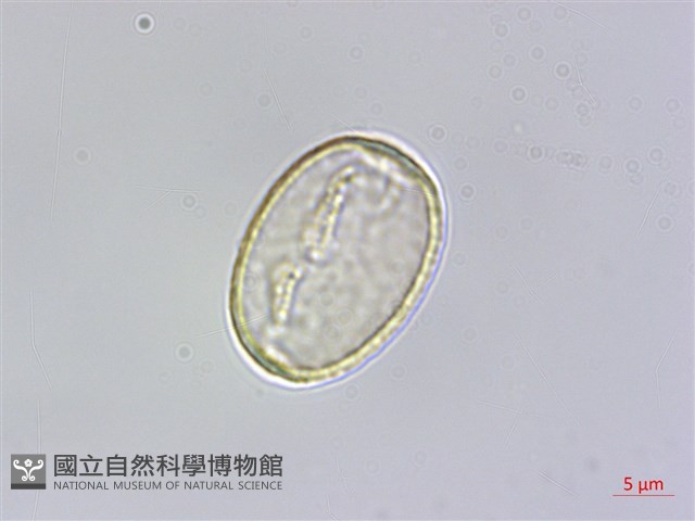 小杜若、川杜若藏品圖，第2張