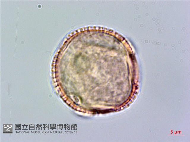 狗骨仔藏品圖，第2張
