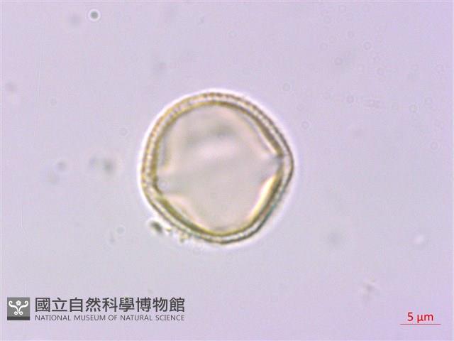 紫珠葉泡花藏品圖，第2張