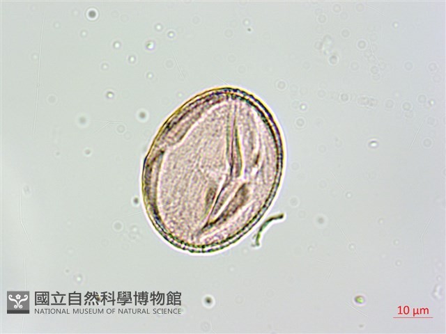 黑果馬交兒藏品圖，第3張